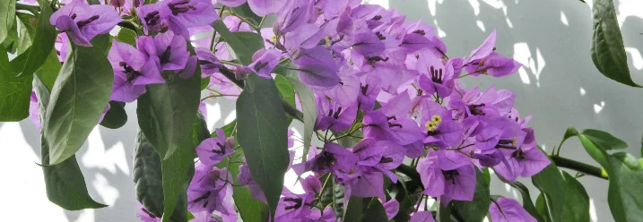 Lila Bougainvillea vor weißer Wand
